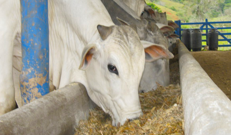 Nutrição de bovinos de corte entenda o papel dos minerais e vitaminas